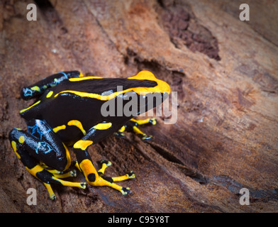 black and orange deying poison dart frog, dendrobates tinctorius in the tropical end exotic Amazon rain forest or jungle. Stock Photo