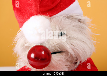 A young puppy dog as rudolph the red nosed reindeer wearing a santa ...