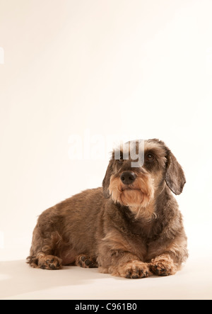 A Miniature Wirehaired Dachshund lying on a white background