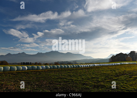 Plastic wrapped bails of hay in Bavarian farm landscape, Chiemgau Upper Bavaria Germany Stock Photo