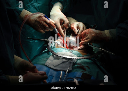 Detail of doctors performing surgery in an operating room Stock Photo