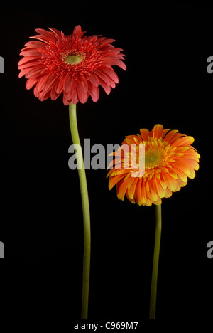 Red and orange gerberas flowers on black background. Stock Photo
