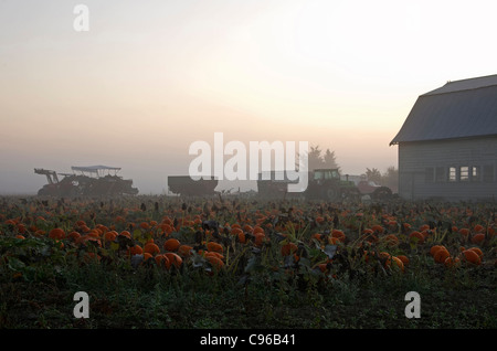 pumpkin field in the fog Stock Photo