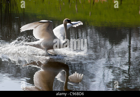 Mute swan (Cygnus olor' landing on water Stock Photo