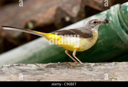 Grey wagtail (Motacilla cinerea) on its way to the nest with a beakful of flies Stock Photo