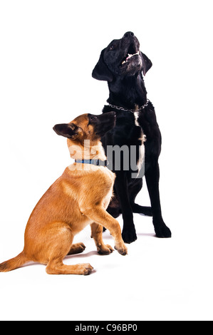 Malinois and Labrador-mongrel on white background Stock Photo