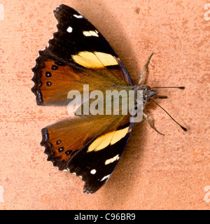 Yellow admiral butterfly (Vanessa itea, Kahu Kowhai in Maori) Stock Photo