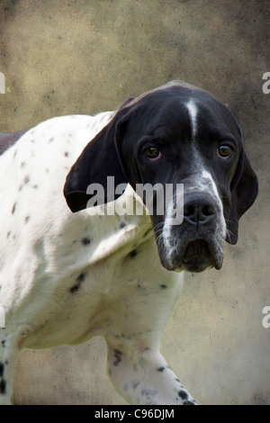 English Pointer Dog Stock Photo