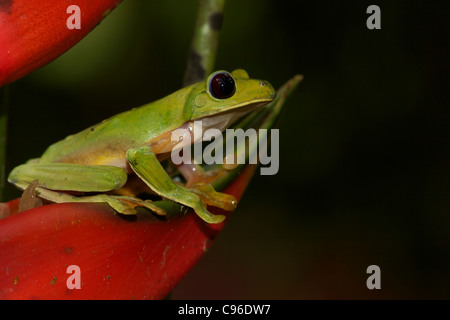 Gliding leaf frog- Agalychnis spurrelli - Costa Rica - tropical rainforest  Stock Photo