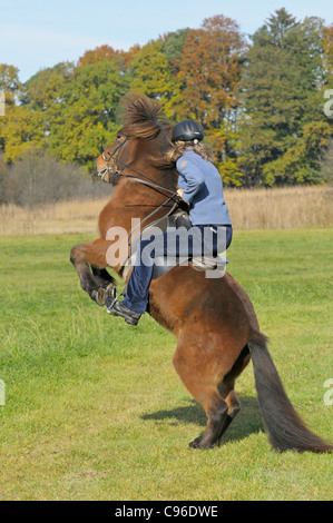 Young rider on back of a rearing Icelandic horse Stock Photo