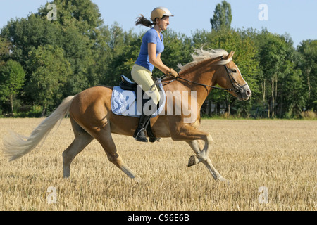 Rider on Haflinger horse galloping in a stubble field Stock Photo