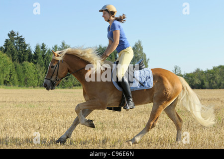 Rider on Haflinger horse galloping in a stubble field Stock Photo