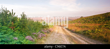 Heathland path down into misty Sherbrook Valley in summer Cannock Chase AONB Stock Photo