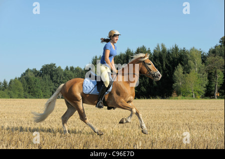 Rider on Haflinger horse galloping in a stubble field Stock Photo