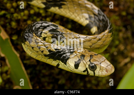 Tropical Rat Snake - (Spilotes pullatus) - Costa Rica - tropical rainforest Stock Photo