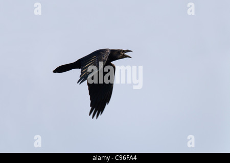 Raven; Corvus corax; calling in flight; UK Stock Photo