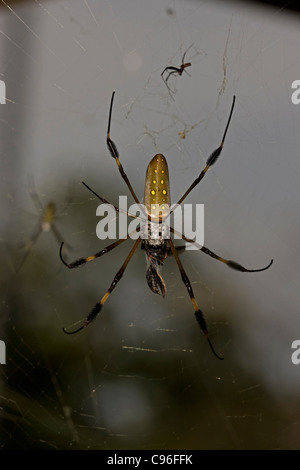 Golden Orb Weaver (Nephila clavipes) - Costa Rica - female - eating wasp Stock Photo