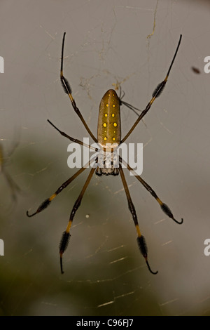 Golden Orb Weaver (Nephila clavipes) - Costa Rica - female Stock Photo