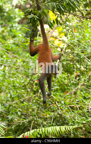 Central America, Costa Rica, Osa Peninsula, Spider Monkey Stock Photo