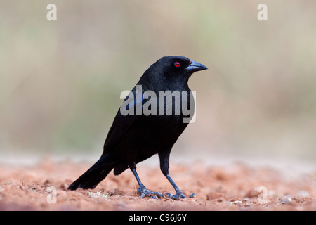 Bronzed Cowbird, Molothrus aeneus, looking for water and relief from summer heat on a ranch in South Texas. Stock Photo