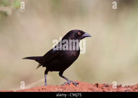 Bronzed Cowbird, Molothrus aeneus, looking for water and relief from summer heat on a ranch in South Texas.