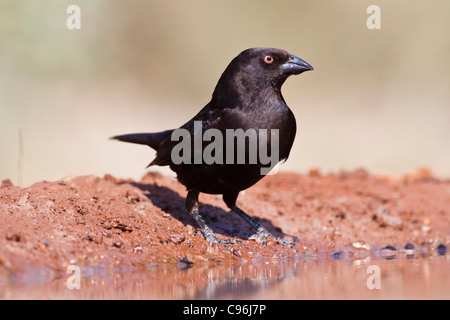 Bronzed Cowbird, Molothrus aeneus, looking for water and relief from summer heat Stock Photo