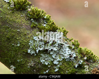 Lichen and moss growing on a tree branch in autumn Stock Photo