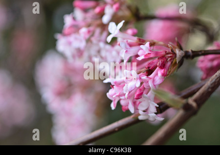 Winter viburnum (Viburnum x bodnantense 'Dawn') Stock Photo