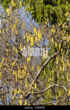 Harry Lauder's walking stick (Corylus avellana 'Contorta') Stock Photo