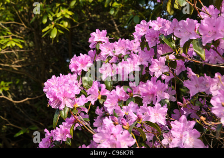 Rhododendron (Rhododendron x praecox) Stock Photo