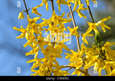 Weeping forsythia (Forsythia suspensa var. fortunei) Stock Photo