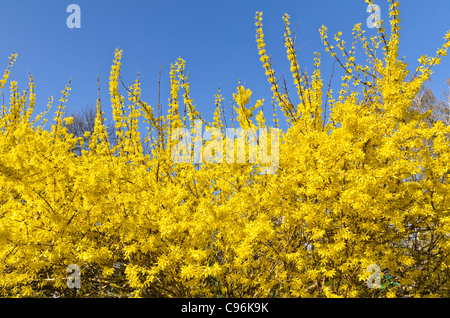 Weeping forsythia (Forsythia suspensa) Stock Photo