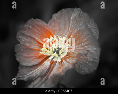 Close up of poppy flower after rain. Oregon Stock Photo