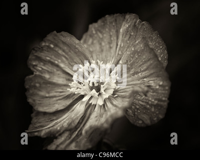 Close up of poppy flower after rain. Oregon Stock Photo