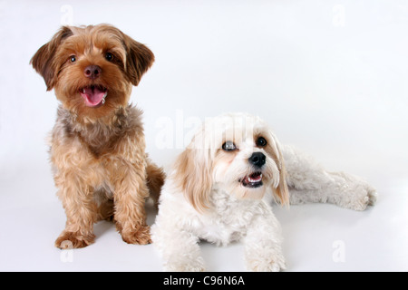 Yorkshire Terrier Poodle and Cavalier King Charles Spaniel puppies Stock Photo