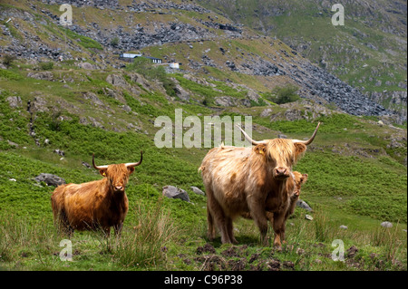 Highland cattle on Lake District fell side. Stock Photo