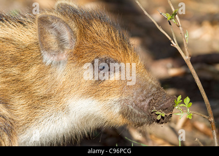 Young wild boar (Sus scrofa) Stock Photo