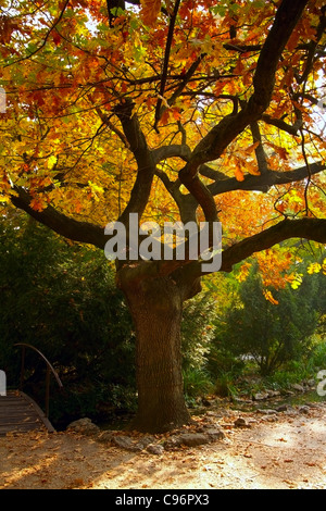 Beautiful autumn oak tree in Japanese garden Stock Photo
