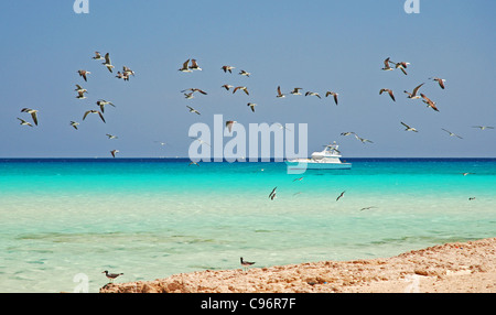 Flock of black-headed gulls - Chroicocephalus ridibundus Stock Photo