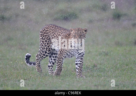 Leopard in heavy rain on the Masai Mara Stock Photo