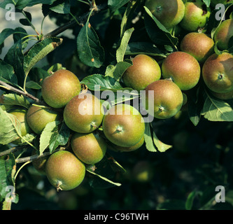 Maturing cox's apples on the tree Stock Photo