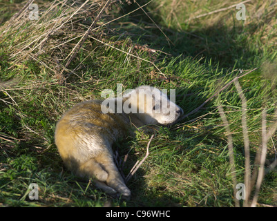 dh Atlantic Seal pups SEALS UK Young Newborn atlantic grey seal pup in grass cub baby orkney halichoerus grypus cubs Stock Photo