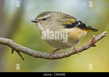 SPOTTED PARDALOTE PERCHED IN A BUSH. Stock Photo