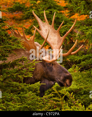 CHUGACH STATE PARK, ALASKA, USA - Bull moose, Alces alces. Stock Photo