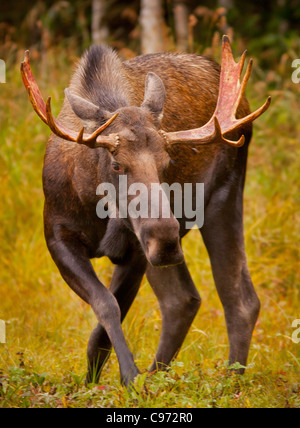 ANCHORAGE, ALASKA, USA - Young bull moose, Alces alces, in Kincaid Park. Stock Photo