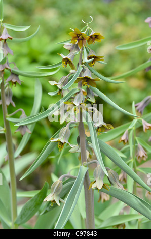 Fritillary (Fritillaria sewerzowii syn. Korolkowia sewerzowii) Stock Photo