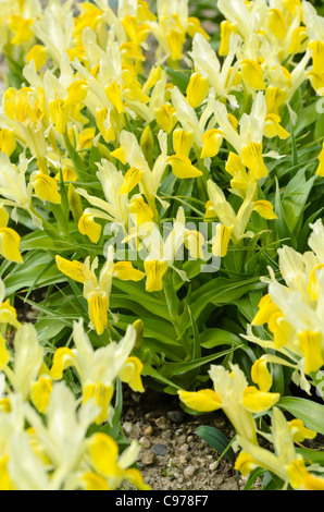 Dwarf iris (Iris bucharica) Stock Photo