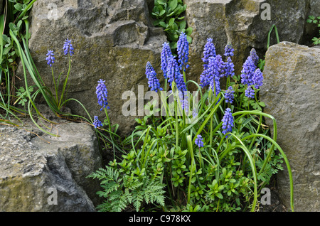 Armenian grape hyacinth (Muscari armeniacum) Stock Photo