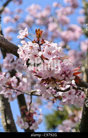 Sargent's cherry (Prunus sargentii) Stock Photo