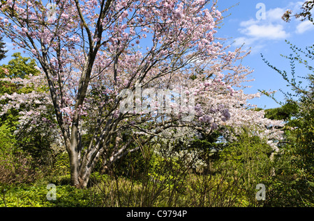 Sargent's cherry (Prunus sargentii) Stock Photo